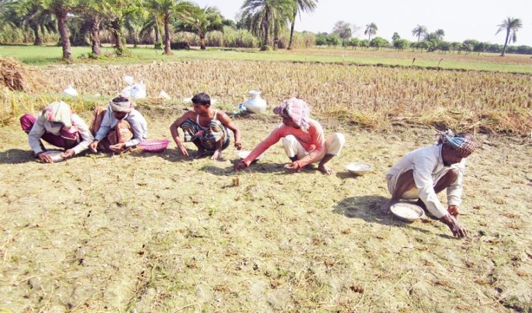 রসুন চাষে ব্যস্ত সময় পার করছে নাটোরের কৃষকরা
