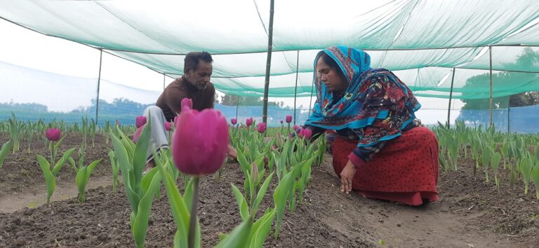 পঞ্চগড় এখন যেন একখণ্ড নেদারল্যান্ড