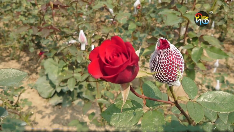 বসন্তে শত কোটি টাকার ফুল বিক্রির আশা গদখালীর চাষিদের