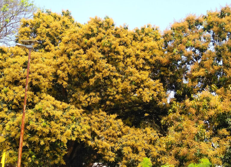 চাঁপাইনবাবগঞ্জের বাগানগুলোতে মুকুল আর মুকুল