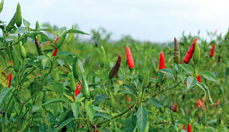 বাজারে সাড়া ফেলেছে নওগাঁর লাল মরিচ