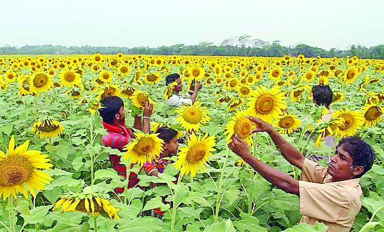 ফলন ভালো হওয়ায় বাড়ছে সূর্যমুখীর চাষ