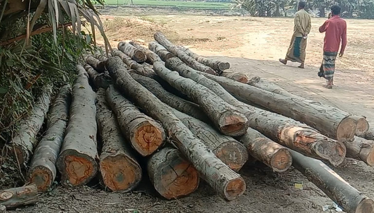 নওগাঁয় রাস্তা নির্মাণের অজুহাতে এক হাজার গাছ কর্তন