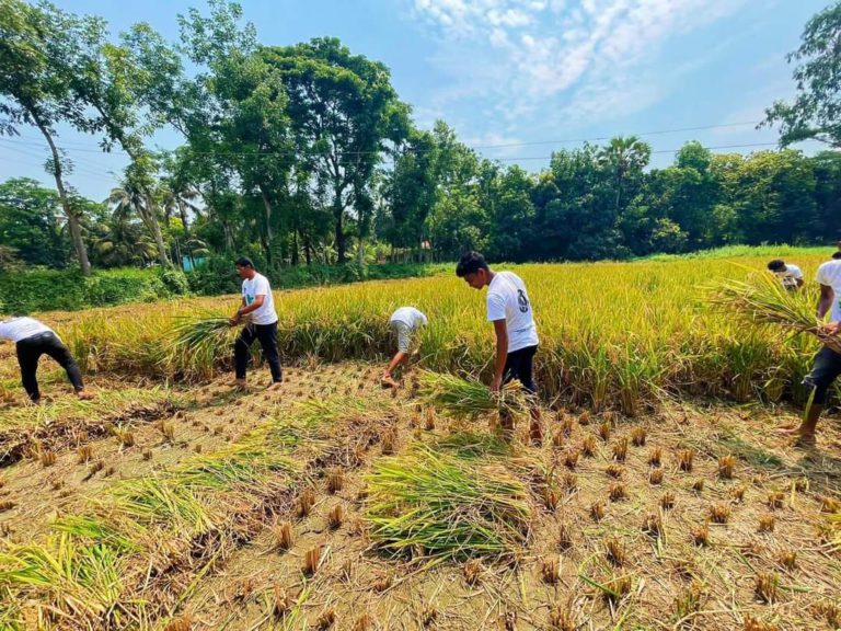 নোয়াখালীতে কৃষকের ধান কেটে দিলো ছাত্রলীগ