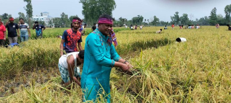 কৃষকের ধান কেটে দিচ্ছে গোবিন্দগঞ্জ আওয়ামী লীগ