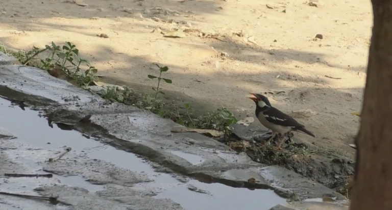 দাবদাহে পুড়ছে রাজশাহী