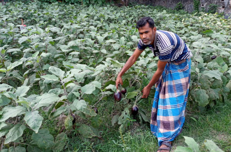 রাণীনগরে ডাব বেগুন চাষে ভাগ্য পরিবর্তন কৃষক আসলামের
