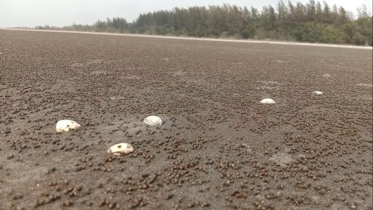 কুয়াকাটা সমুদ্র সৈকতে ডানা মেলেছে প্রকৃতি
