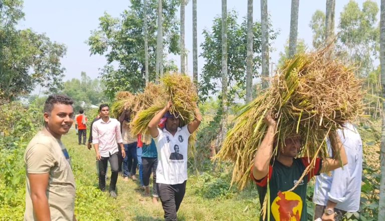 ফেনীতে কৃষকের ধান পৌঁছে দিল ছাত্রলীগ