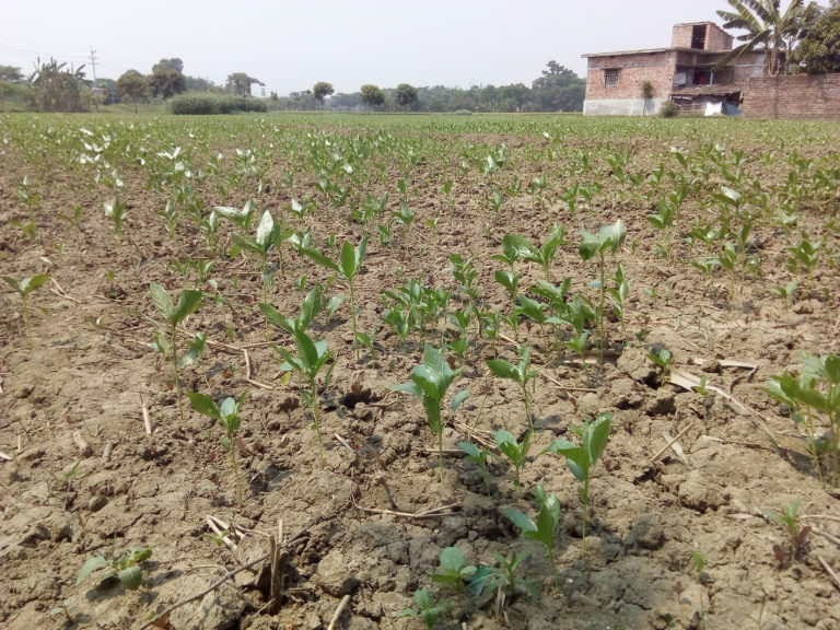 তীব্র তাপদাহে সাতক্ষীরায় ফসলের ব্যাপক ক্ষতির শঙ্কা