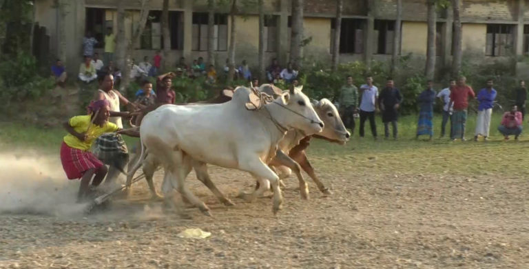 জামালপুরে ঐতিহ্যবাহী মই দৌড় প্রতিযোগিতা অনুষ্ঠিত
