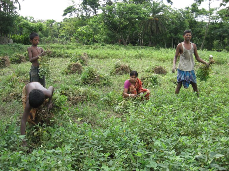 চিনা বাদামের বাম্পার ফলন, খুশি কৃষকরা