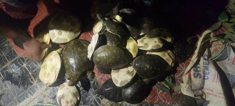 ফেনীতে ১০৮টি সুন্দি কাছিম উদ্ধার, কাজিরবাগ ইকোপার্কে অবমুক্ত