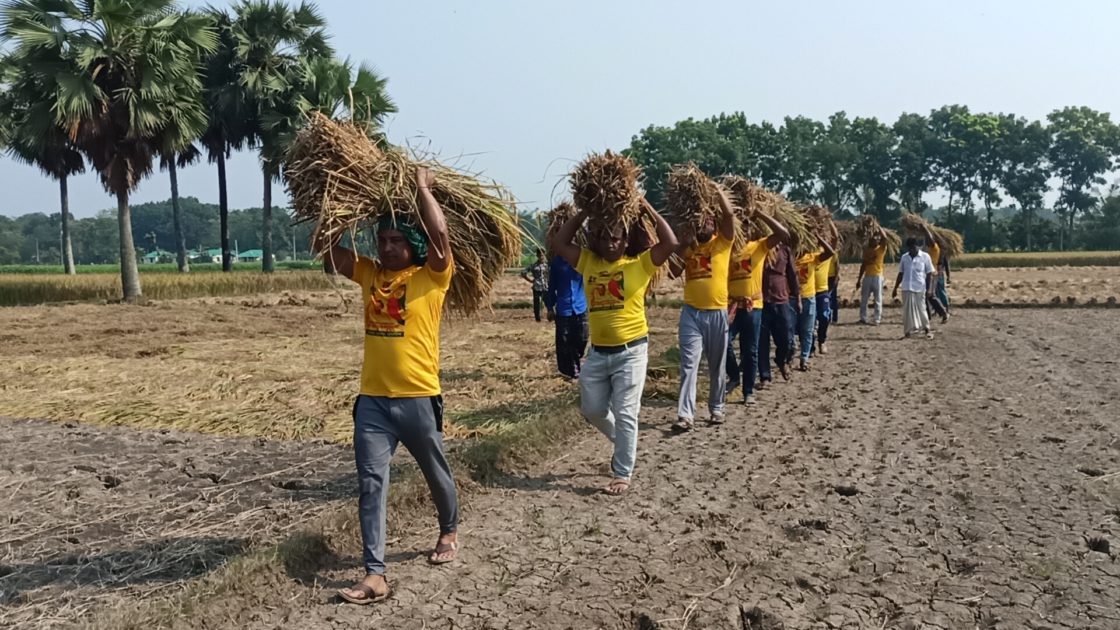 কৃষকের ধান কেটে দিচ্ছেন মাগুরা জেলা যুবলীগের কর্মীরা