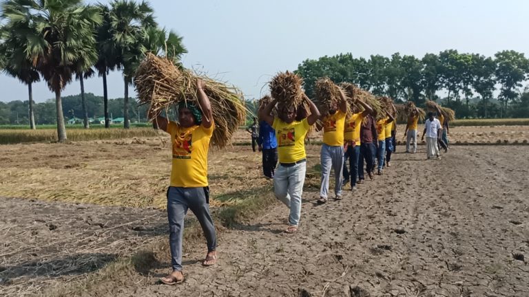 কৃষকের ধান কেটে দিচ্ছেন মাগুরা জেলা যুবলীগের কর্মীরা