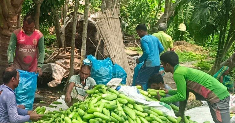 শশা চাষে লাভের মুখ দেখছেন ধাওয়াসীমা গ্রামের কৃষকরা