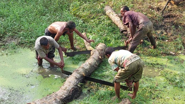 ঝিনাইদহে চেয়ারম্যানের বিরুদ্ধে সরকারি রাস্তার গাছ কাটার অভিযোগ