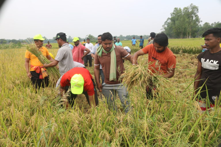 নওগাঁয় দরিদ্র কৃষকের ধান কেটে দিলো স্বেচ্ছাসেবক লীগ