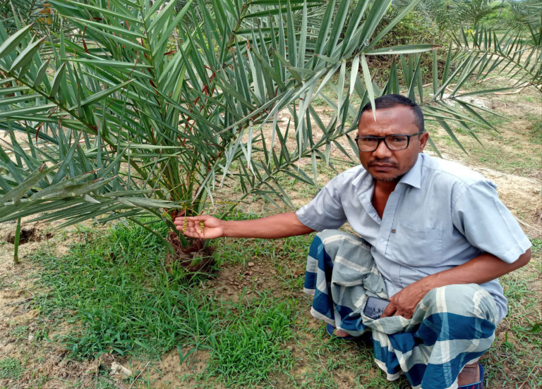 ইউটিউব দেখে মরিয়ম-আজওয়া খেজুরের বাগান করলেন নওগাঁর কৃষক