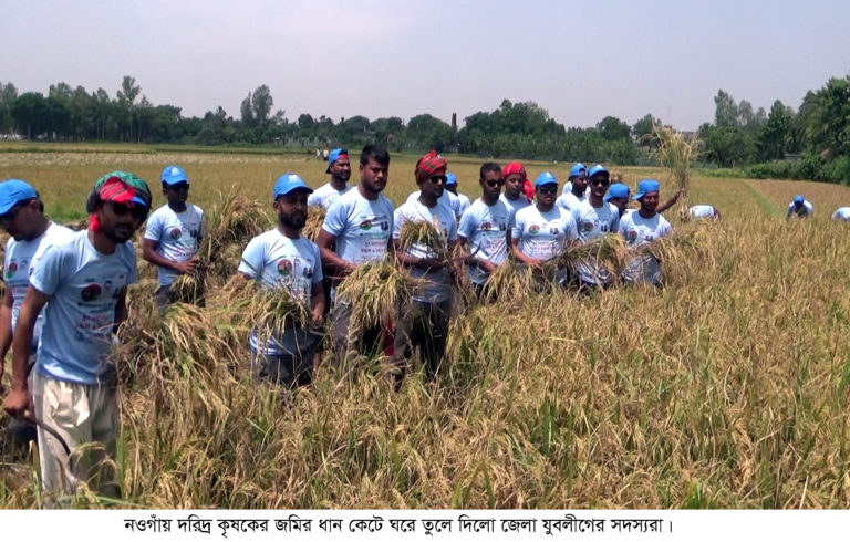 নওগাঁয় দরিদ্র কৃষকের ধান কেটে দিলো যুবলীগ সদস্যরা