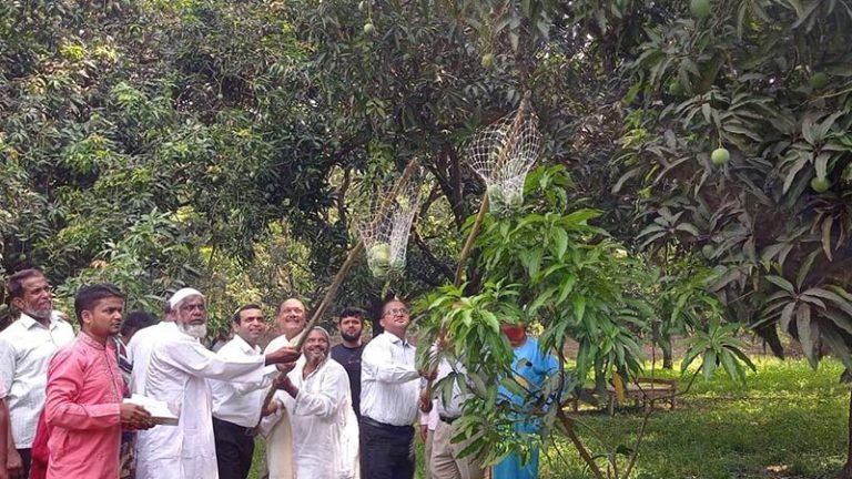 চুয়াডাঙ্গায় আম সংগ্রহ মৌসুমের উদ্বোধন