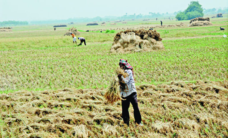 ঝালকাঠিতে কৃষকের ধান কাটলেন কৃষি সচিব