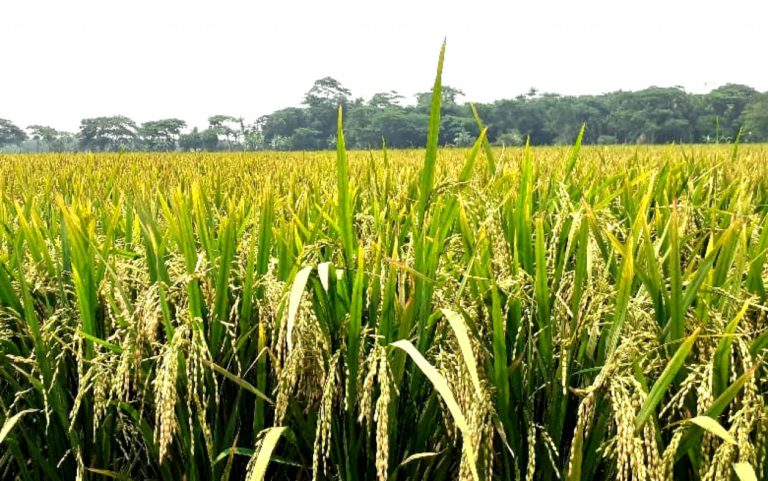 ঠাকুরগাঁওয়ে সোনালি ধানে স্বপ্ন বুনছে বোরো চাষিরা