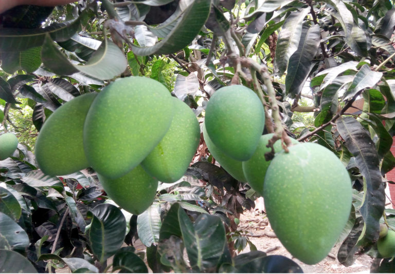বাজারে আসছে নওগাঁর সুস্বাদু-সুমিষ্ট আম