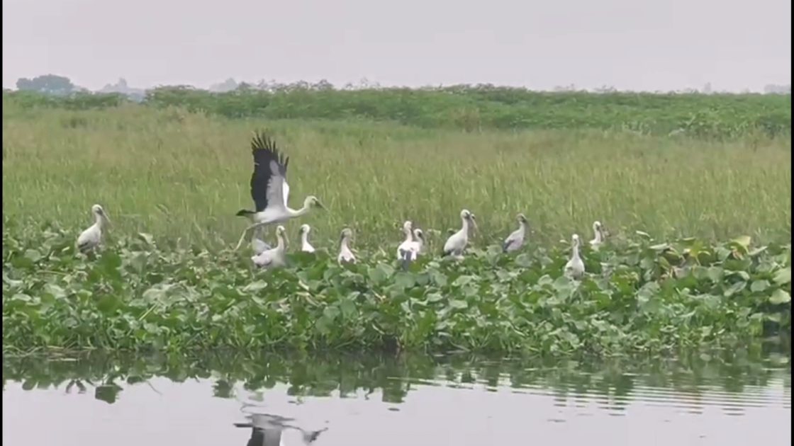 মুন্সীগঞ্জে ভিন্ন আয়োজনে বিশ্ব পরিযায়ী পাখি দিবস পালন