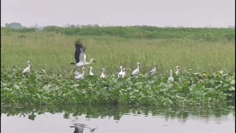 মুন্সীগঞ্জে ভিন্ন আয়োজনে বিশ্ব পরিযায়ী পাখি দিবস পালন