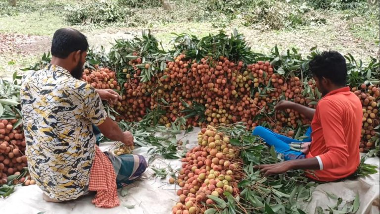 বাজার মুল্য ভাল পেয়ে খুশি মাগুরার লিচু চাষিরা