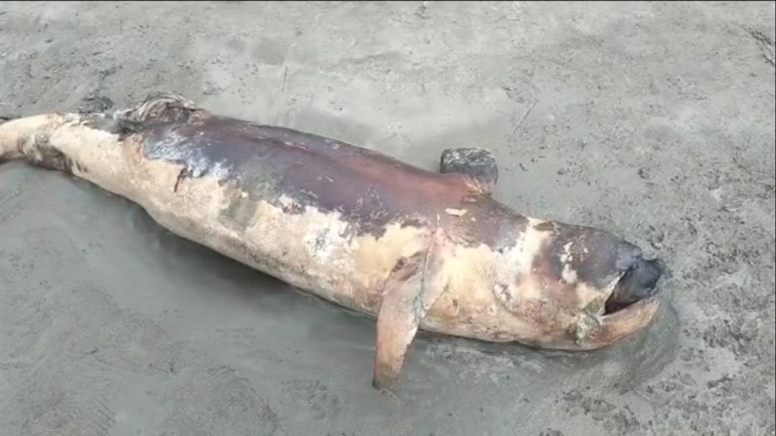 কুয়াকাটা সৈকতে শুশক প্রজাতির মৃত ডলফিন