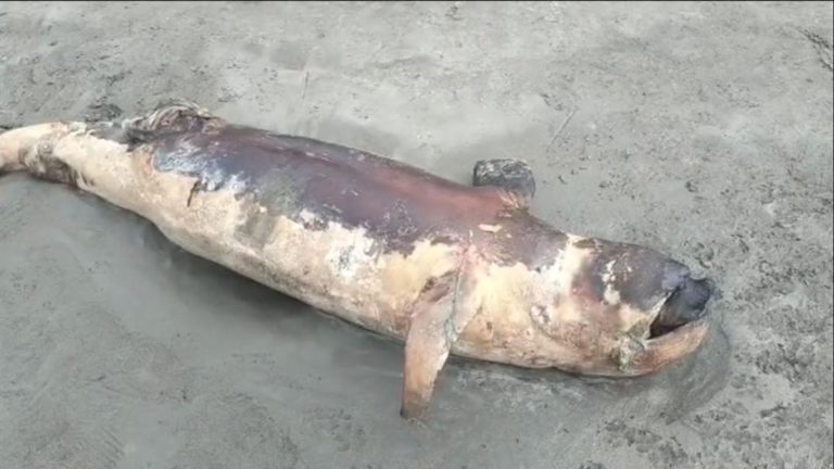 কুয়াকাটা সৈকতে শুশক প্রজাতির মৃত ডলফিন