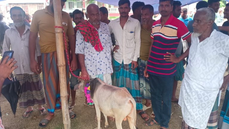 মাগুরার হাটে তিন ফিট উচ্চতার দুইটি গরু, ভীড় করছে ক্রেতারা