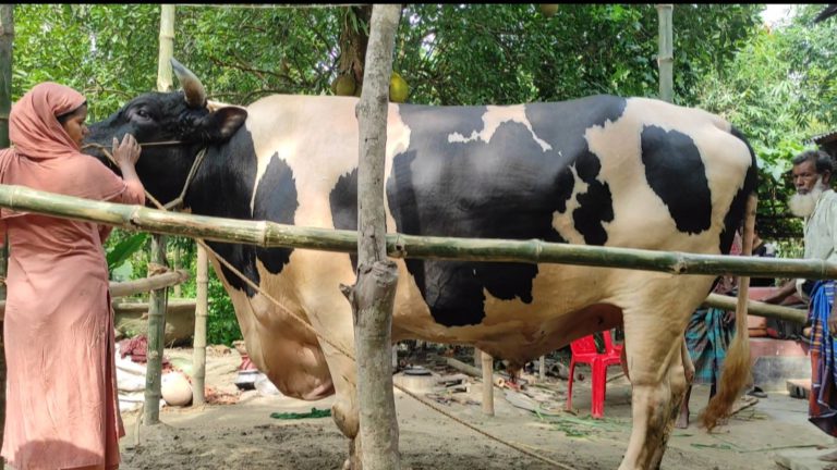 টাঙ্গাইলে কোরবানির হাট কাঁপাতে এবার ৫২ মণ ওজনের মানিক
