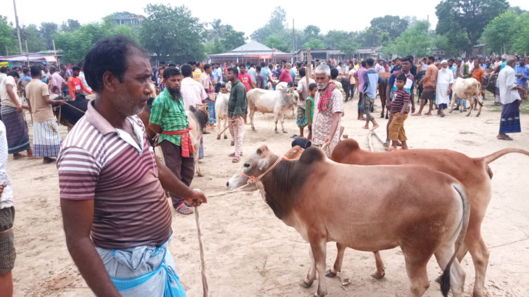 দিনাজপুরে জমে উঠেছে পশুর হাট