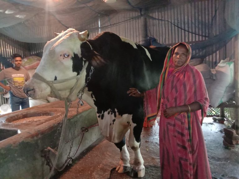 কোরবানির হাট মাতাবে হরিরামপুরের ‘রাজা বাদশা’