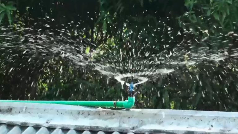 মুরগির মৃত্যু ঠেকাতে কৃত্রিম বৃষ্টি নামিয়ে চাঞ্চল্য সৃষ্টি
