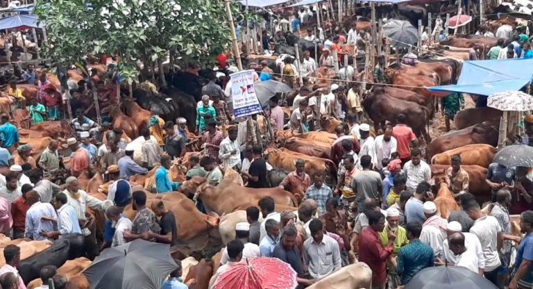কুমিল্লায় জমে উঠছে পশুর হাট, বেচাকেনায় ব্যস্ত খামারিরা
