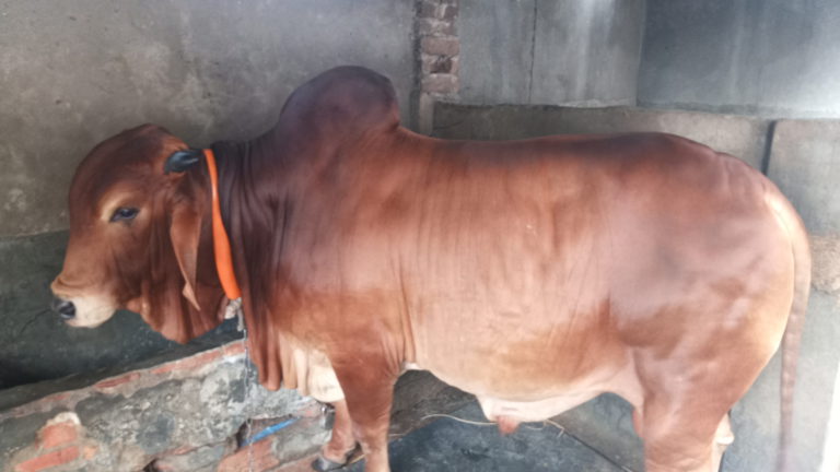 কুরবানীর জন্য প্রস্তুত দিনাজপুরের রাজাবাবু