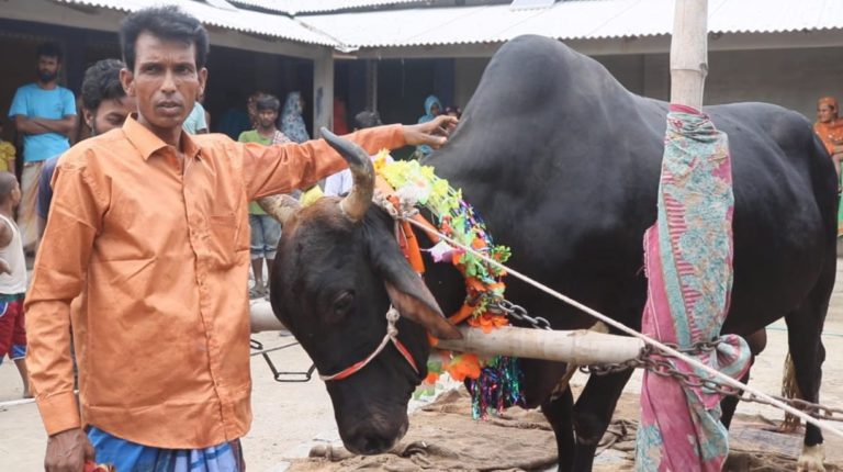 দানব আকৃতির কোরবানির গরু দেখতে শত শত মানুষের ভিড়