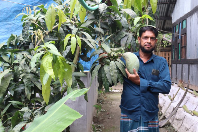 ঝালকাঠিতে দিন দিন আম চাষে আগ্রহ বাড়ছে