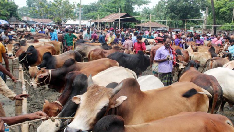 রাজধানীর হাটে শুরু হয়েছে কোরবানির পশু বেচাকেনা