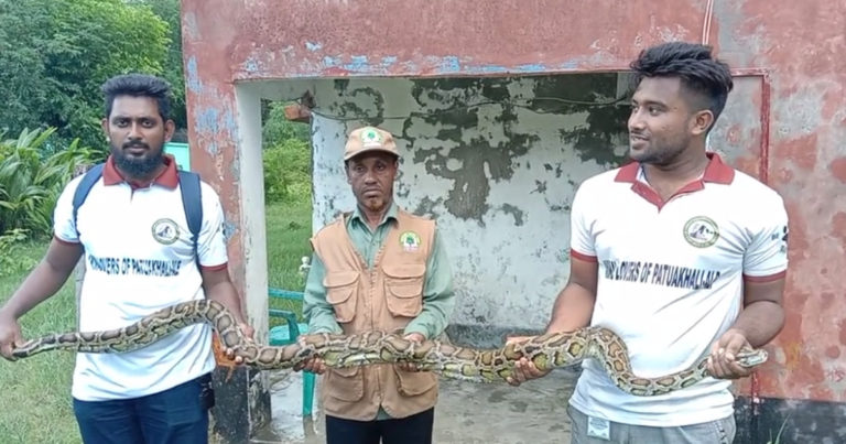 ১২ ফুট দৈর্ঘ্যরে বার্মিজ অজগর সাপ উদ্ধার
