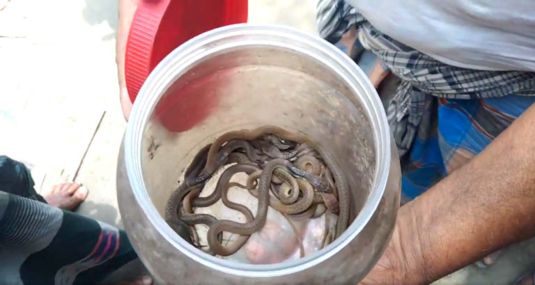 শোবার ঘর থেকে মিলল গোখরা সাপের বাচ্চা