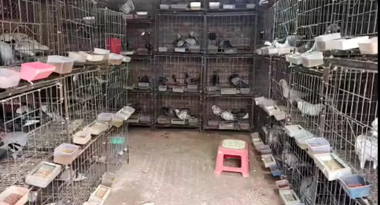 কবুতর পালনে স্বাবলম্বী পটুয়াখালীর যুবক