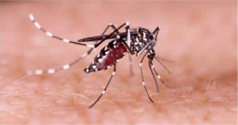 ডেঙ্গুতে মৃত্যু ছাড়াল ৩০০