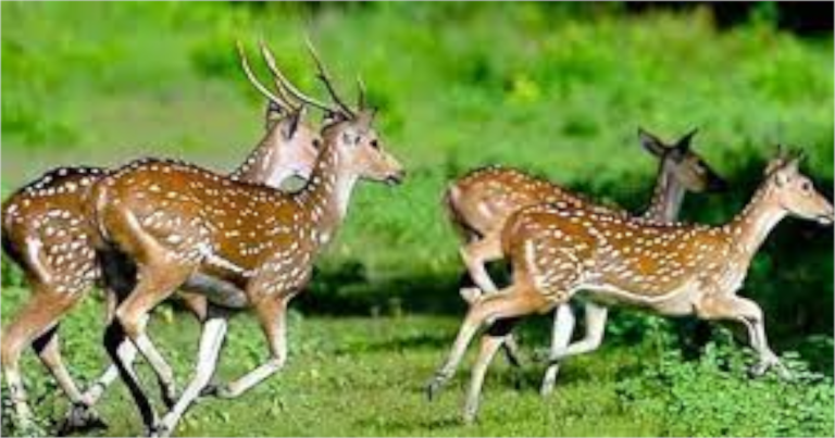 সুন্দরবন থেকে হরিনের মাথা সহ চামড়া উদ্ধার