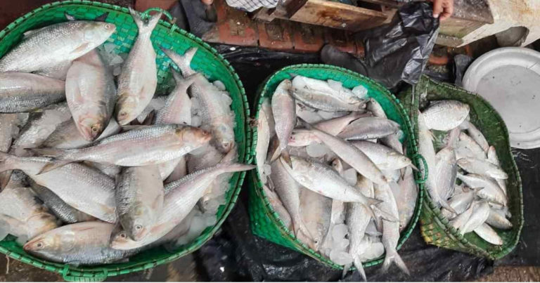 নিষেধাজ্ঞার পর নদীতে ধরা পড়ছে বড় ইলিশ