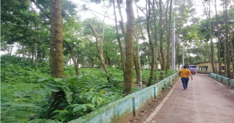 বেওয়ারিশ ফেনী পৌর কবরস্থান